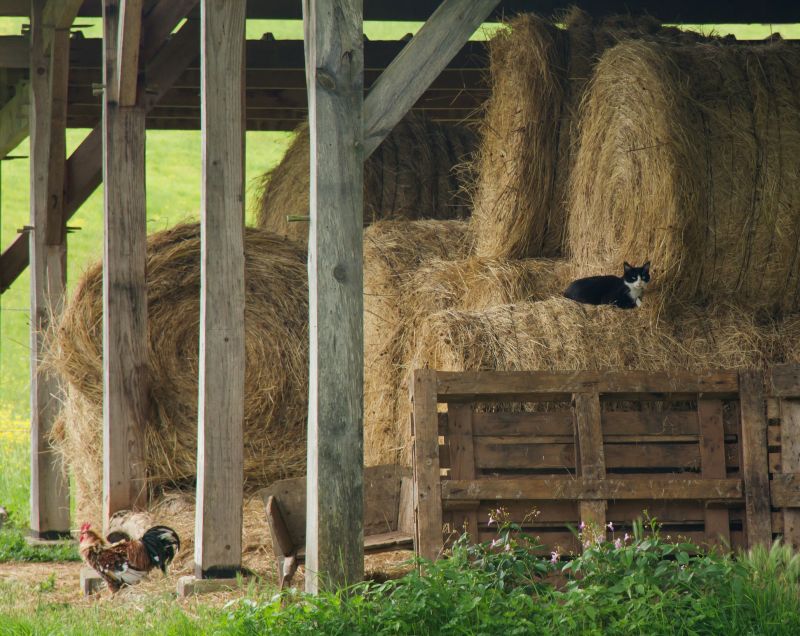 Barn Installation in Alpharetta, GA