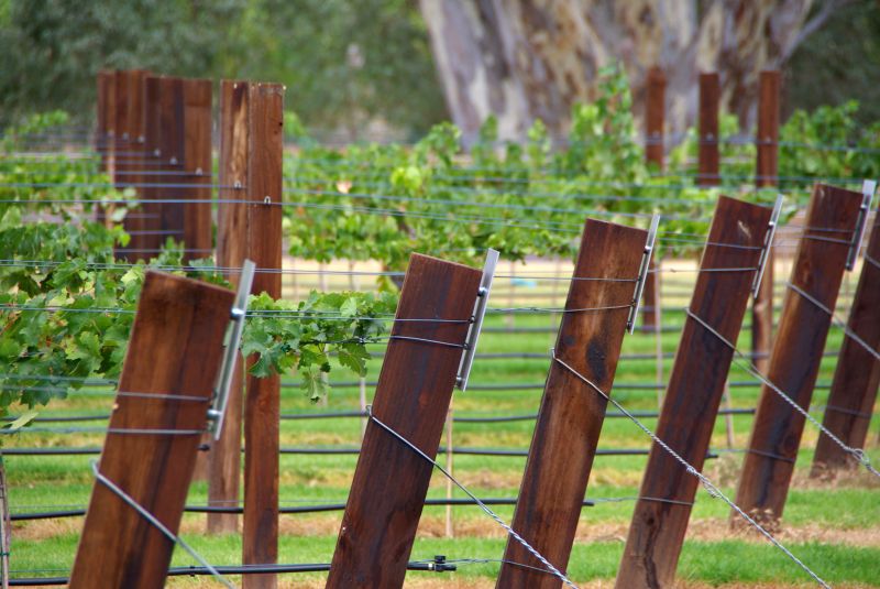 Grape Trellis Installation in Wilmington, NC