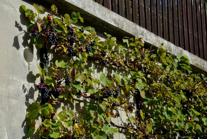 Grape Trellis Installation in Wilmington, NC