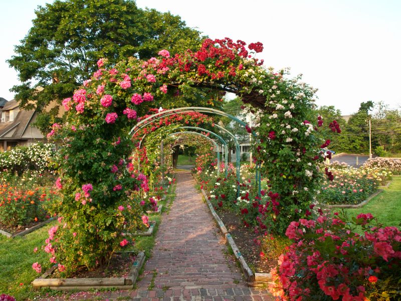 Rose Trellis Installation in Conroe, TX