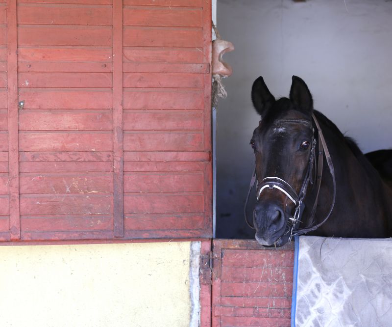 Stable Repair in Wilmington, NC