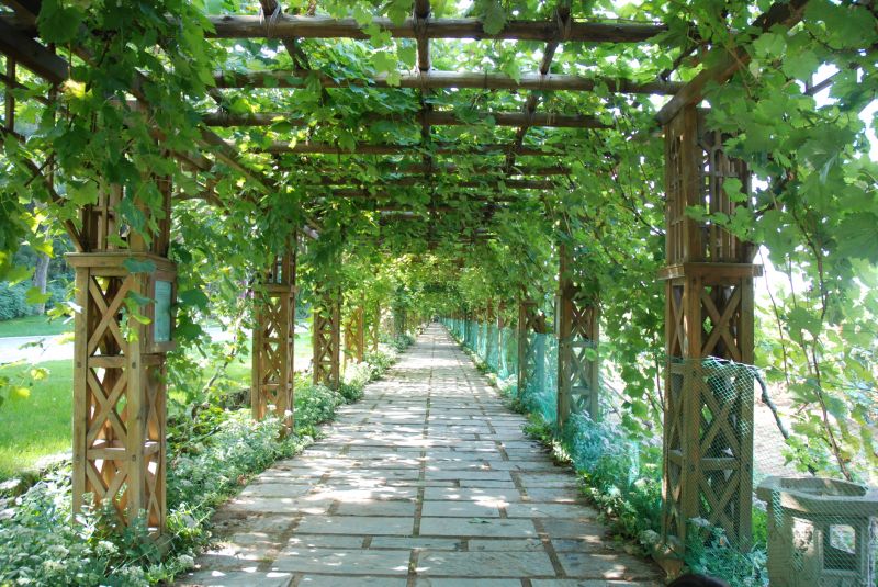 Vineyard Trellis Installation in Conroe, TX