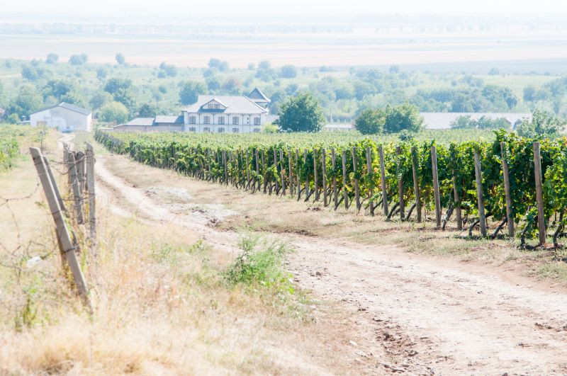 Vineyard Trellis Installation in Kansas City, KS