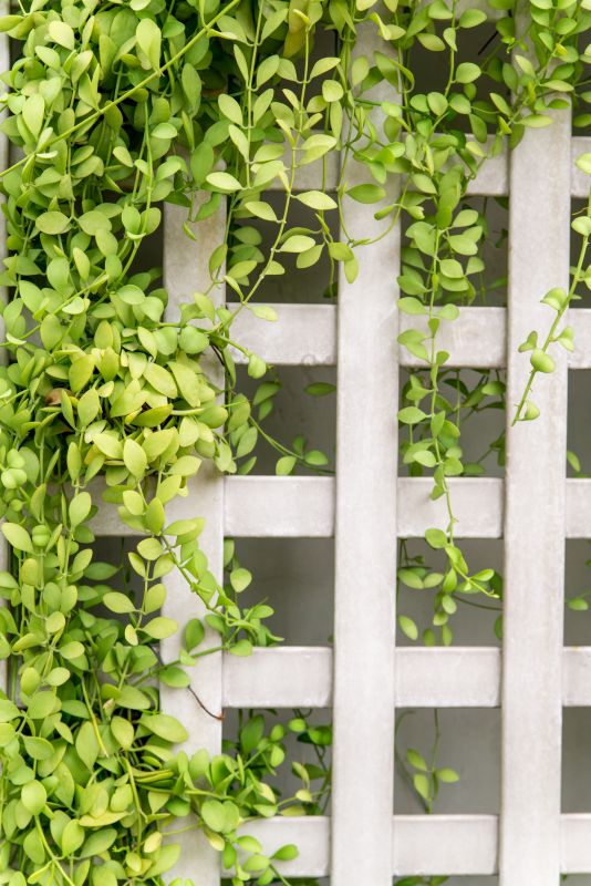 Vineyard Trellis Installation in Kansas City, KS